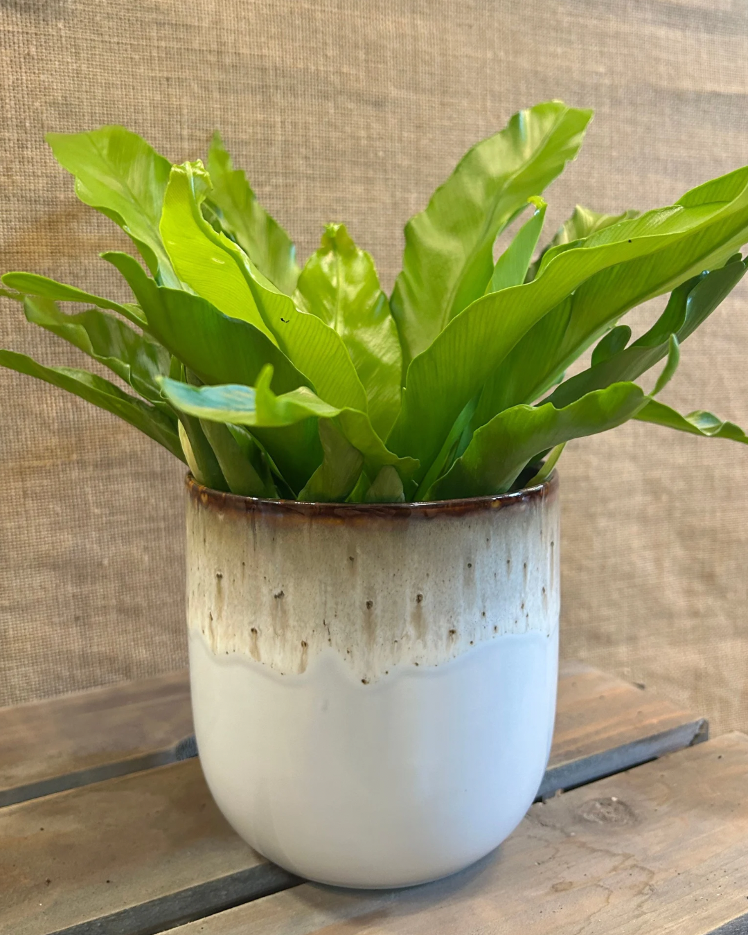 Cache-Pot Lazuli L avec plante