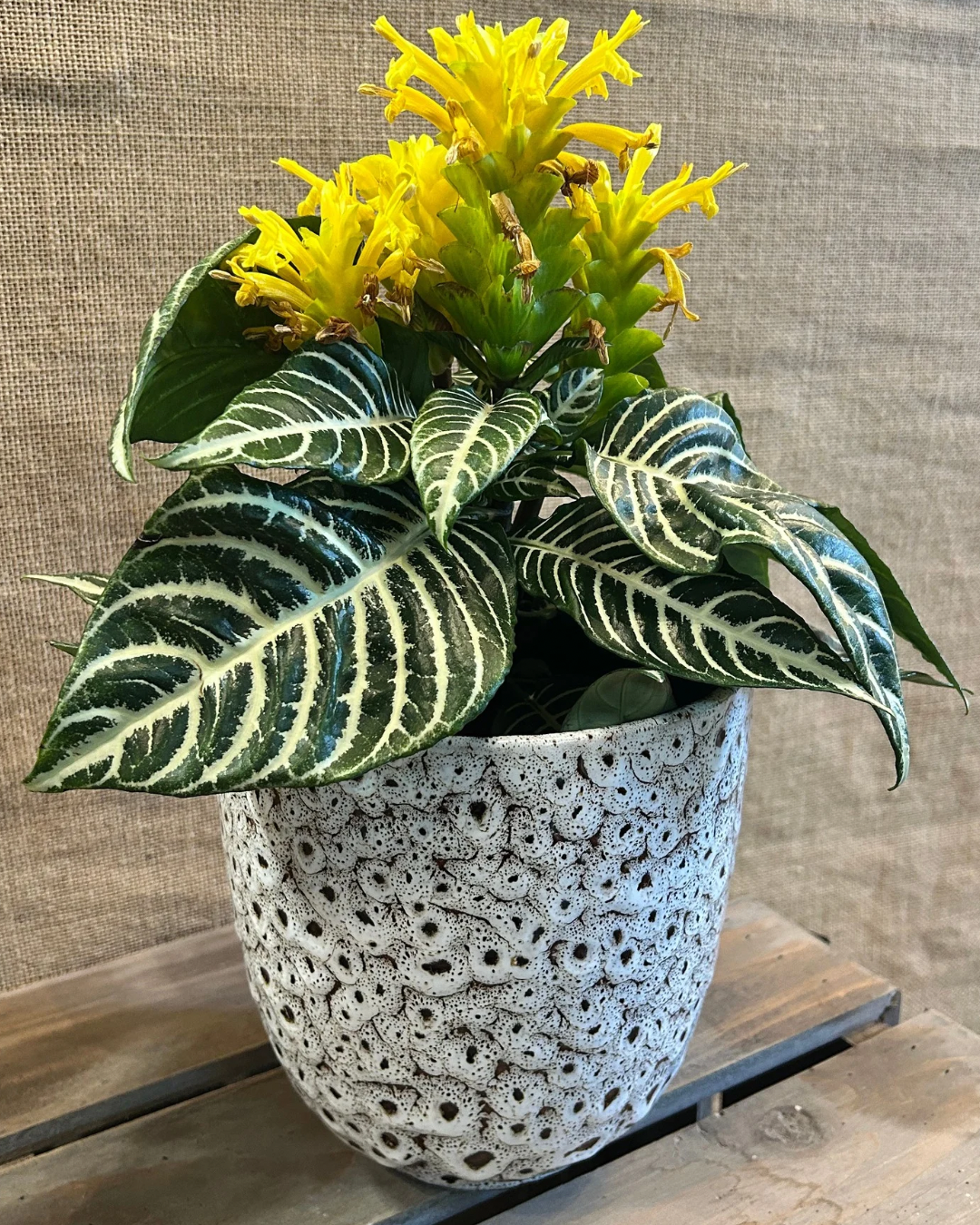 Cache-Pot Leopard XL