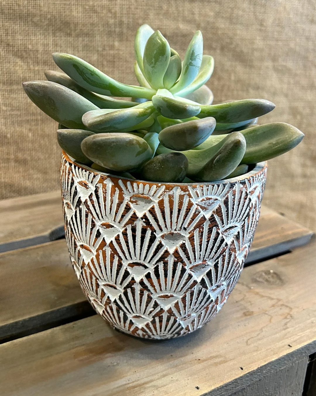 Cache-Pot Bohème S avec plante