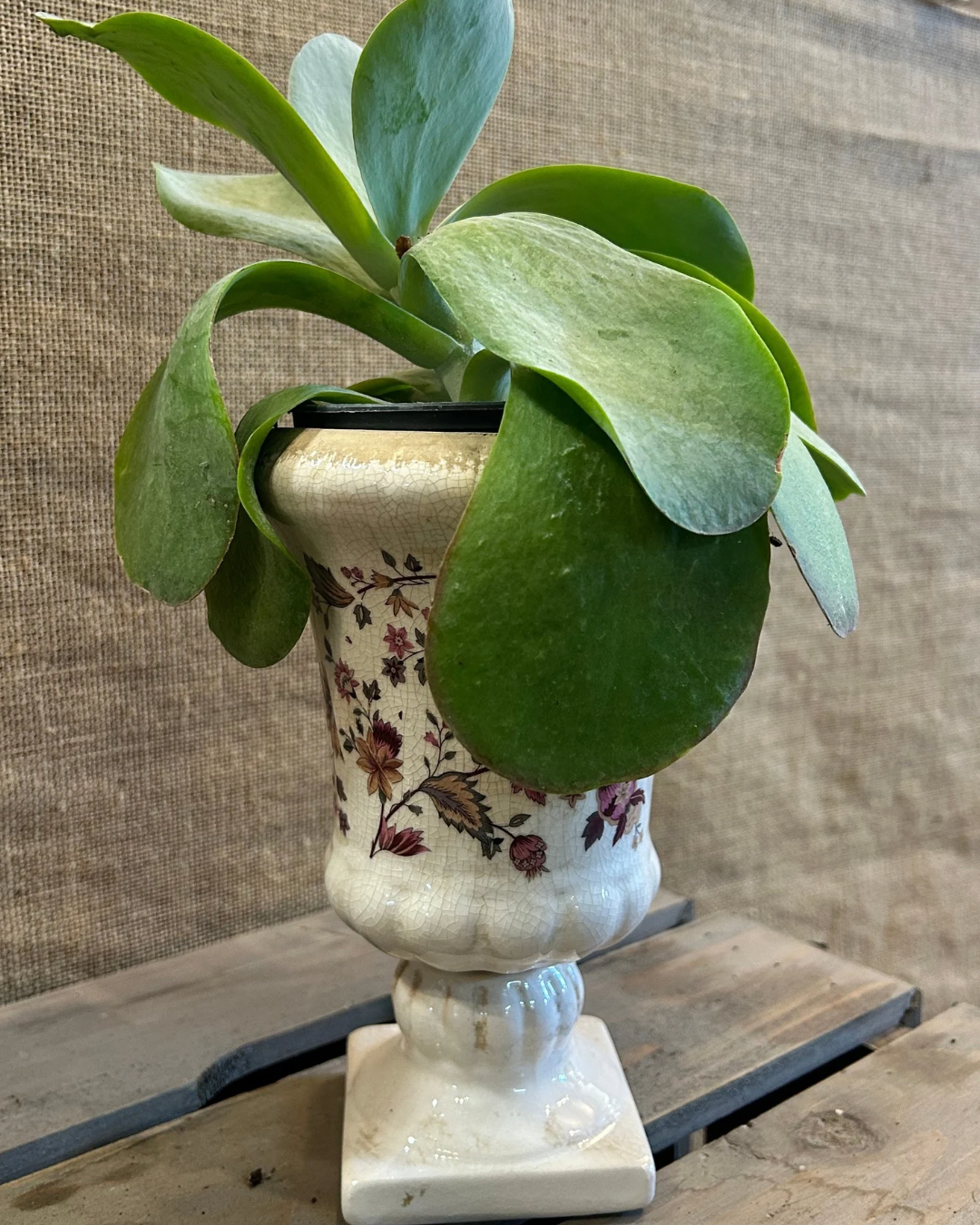 Cache-Pot Cottage avec plante