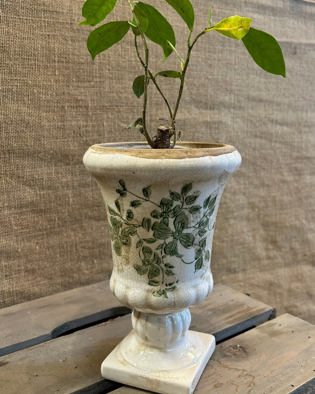 Cache-Pot Gustave avec plante