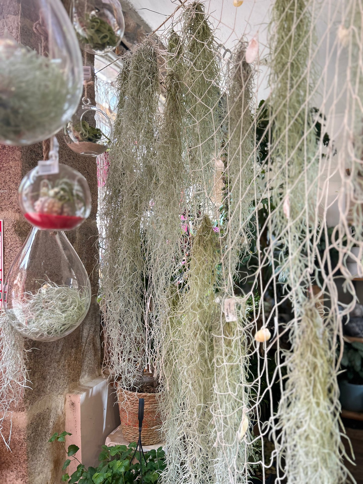 Tillandsia Usneoides