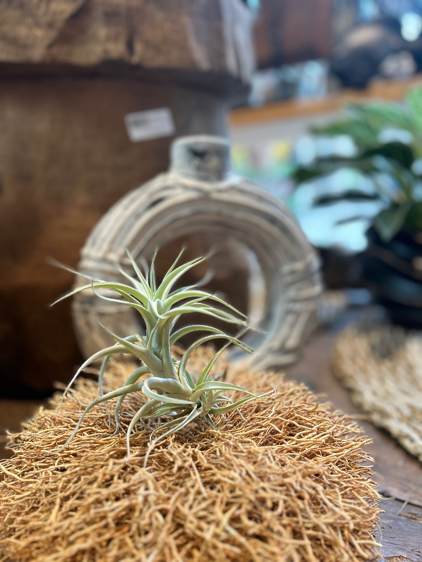 Tillandsia Albida