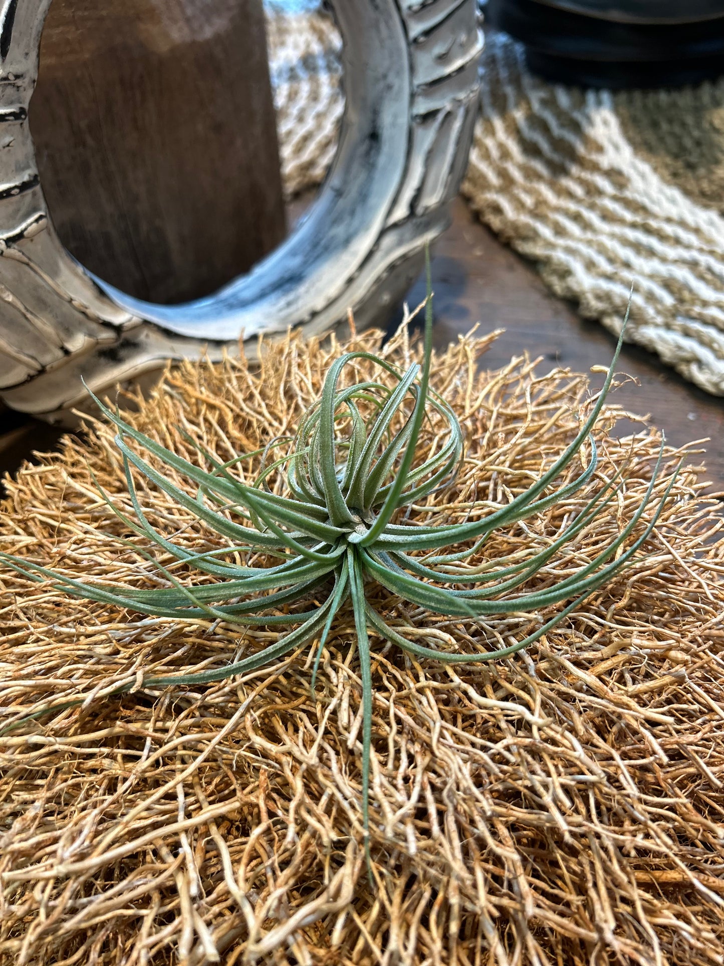 Tillandsia Rectifola