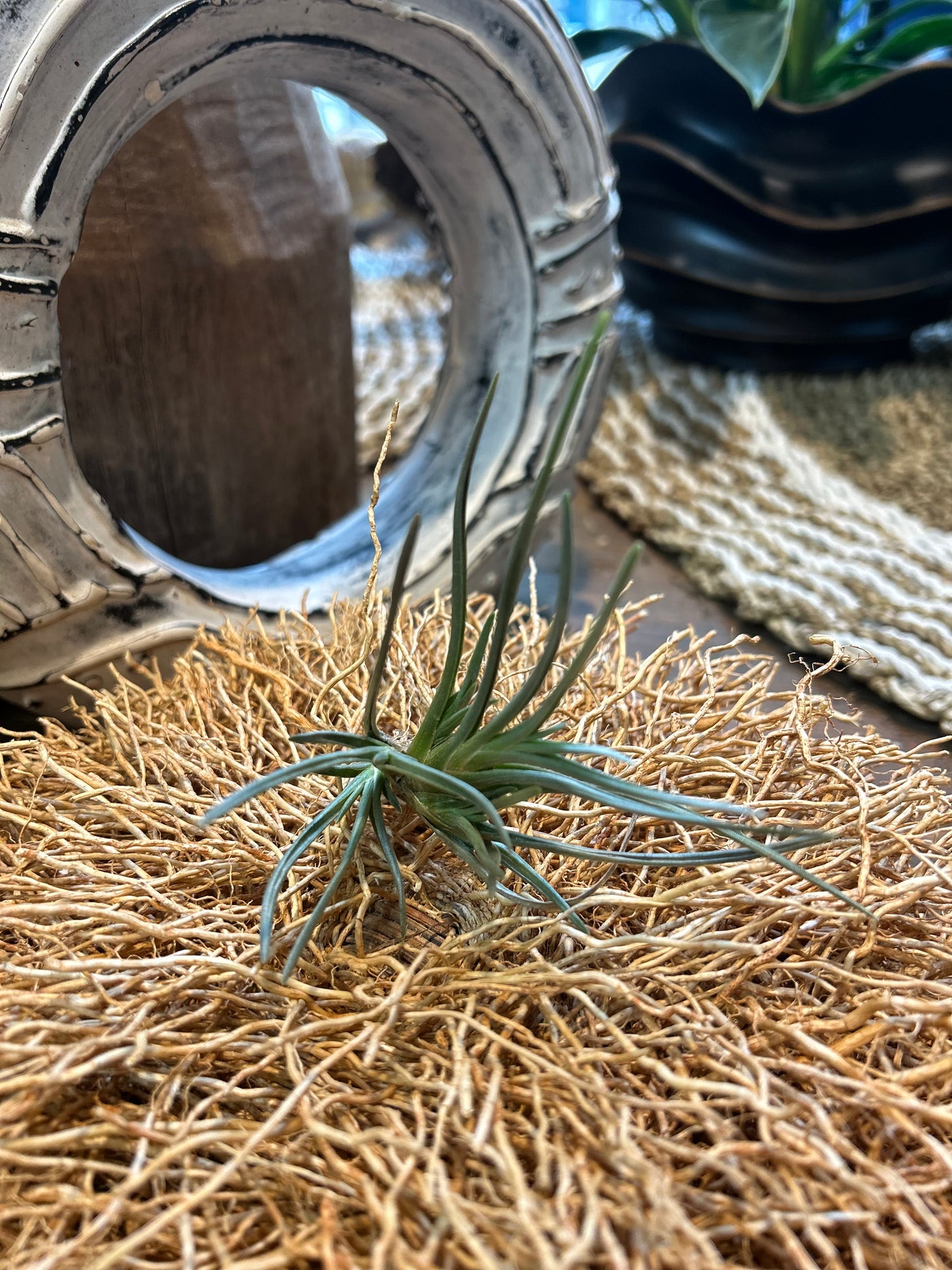 Tillandsia Albertiana