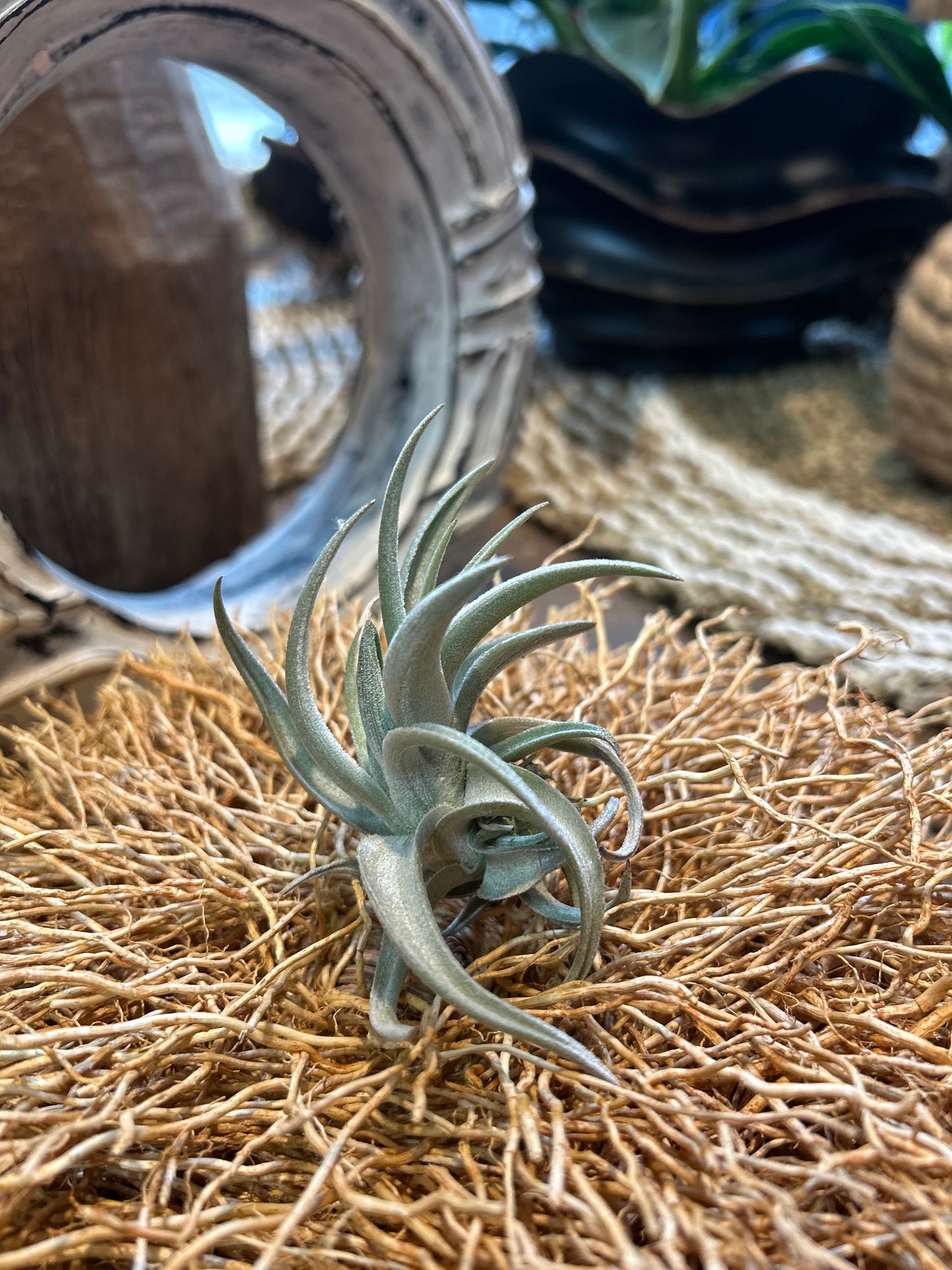 Tillandsia Xiphiodes