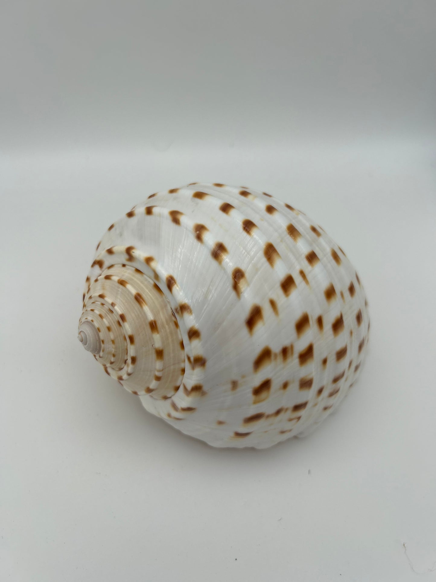 Grand coquillage