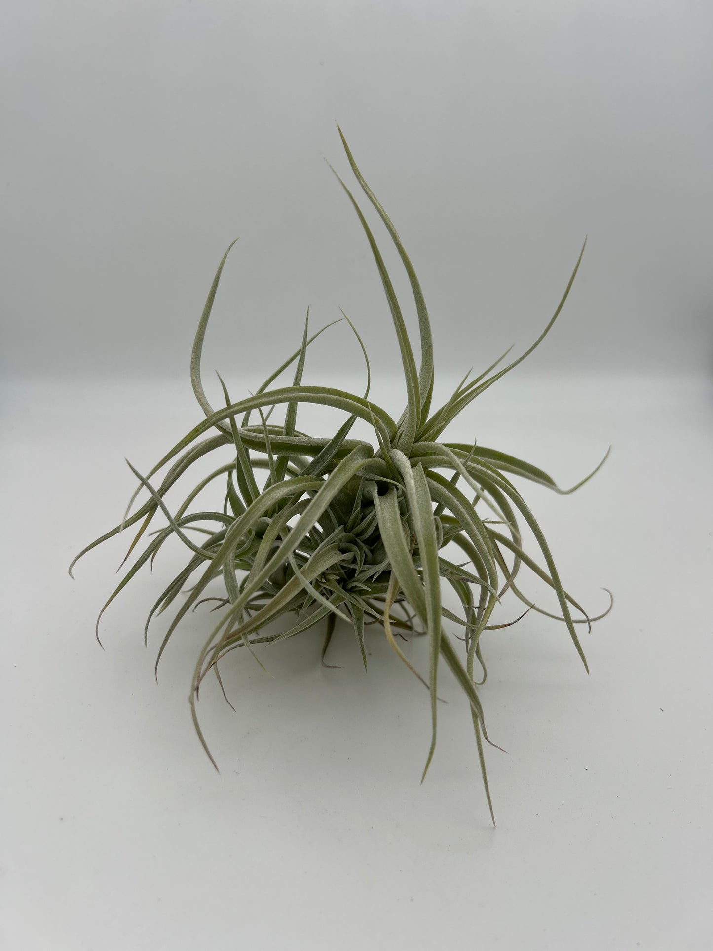 Tillandsia Albida
