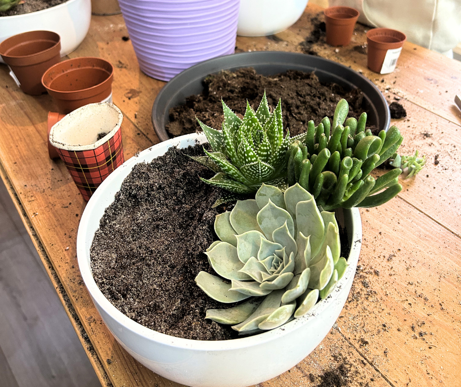 Bon cadeau pour un atelier enfants: Mon mini monde en succulente