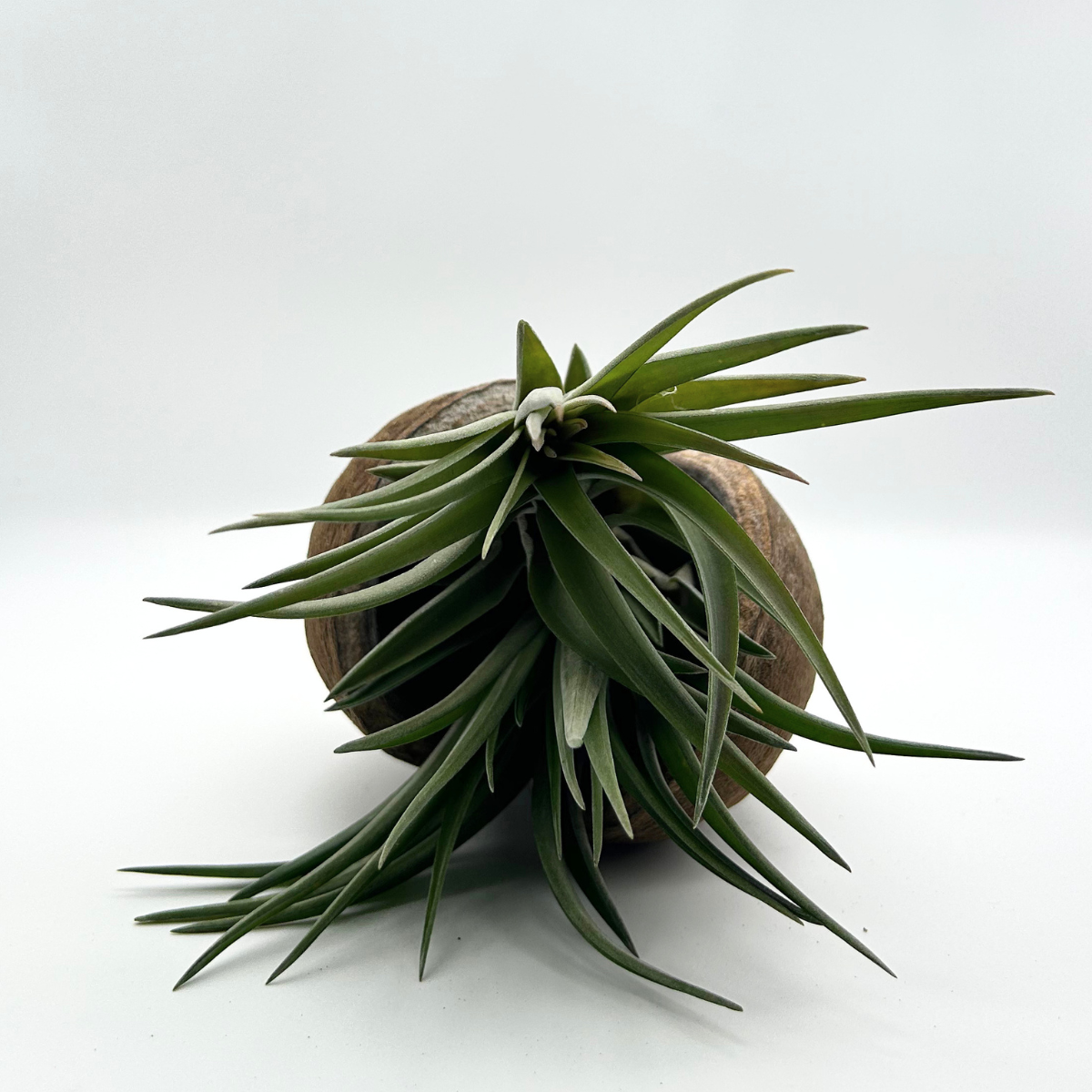 Tillandsia Brachycaulos