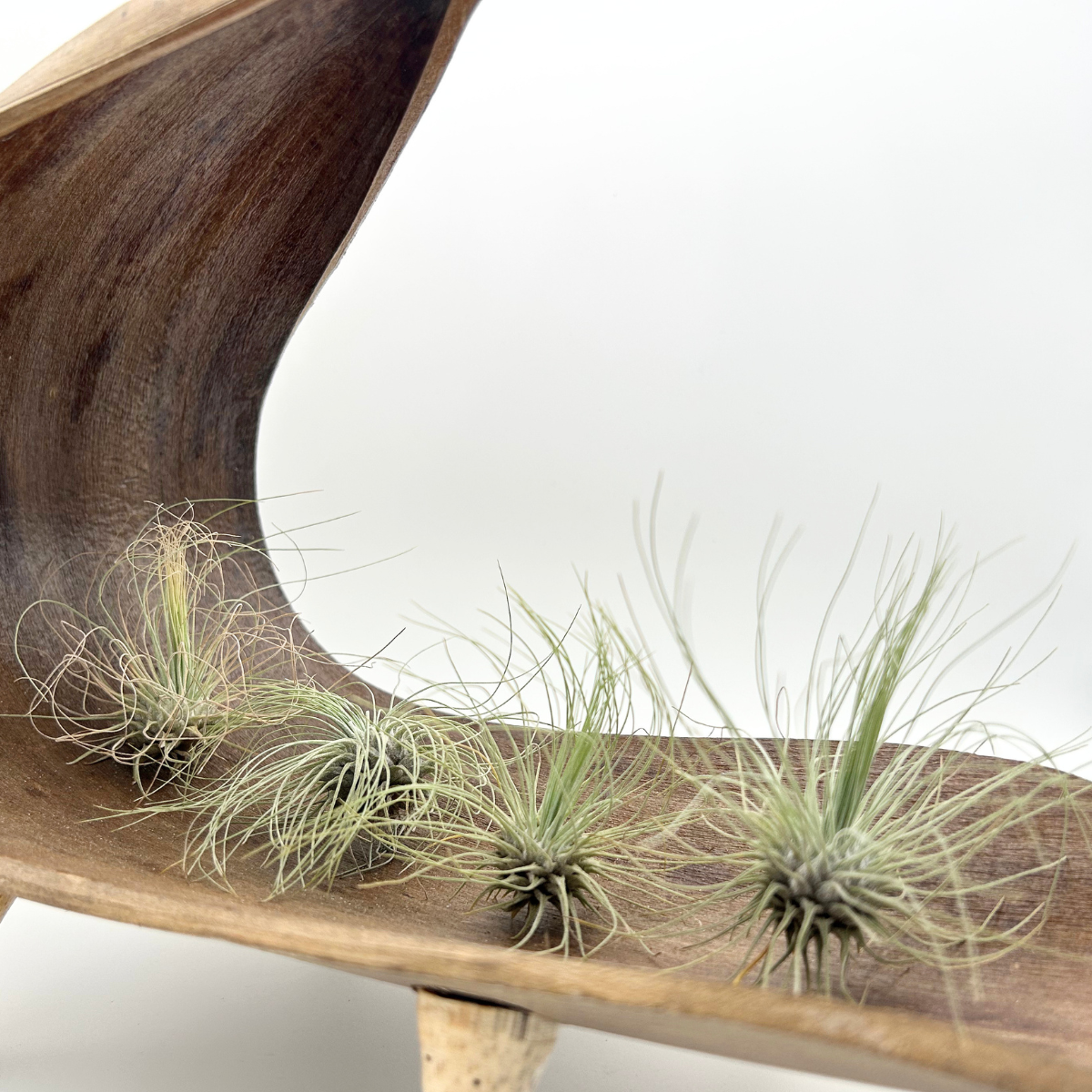 Tillandsia Fuchsii argentea