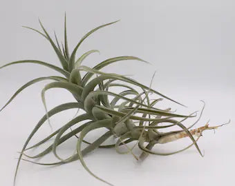 Tillandsia Bergeri