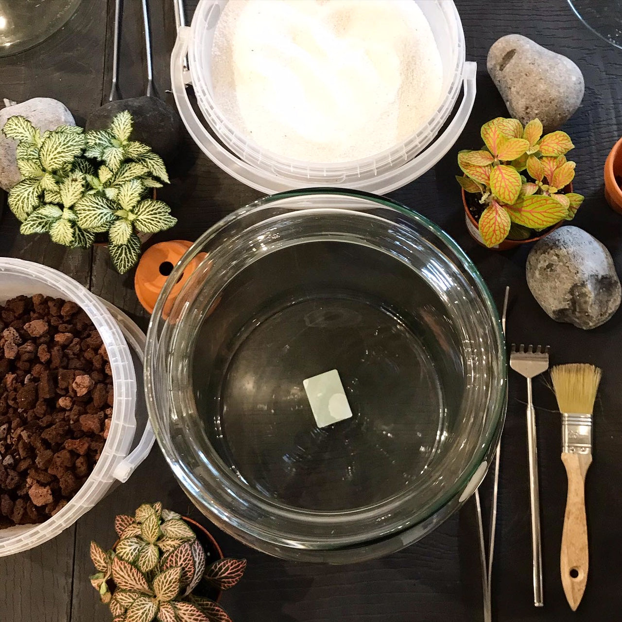 Goûter Atelier Terrarium- Mini Monde à La Petite Vitesse