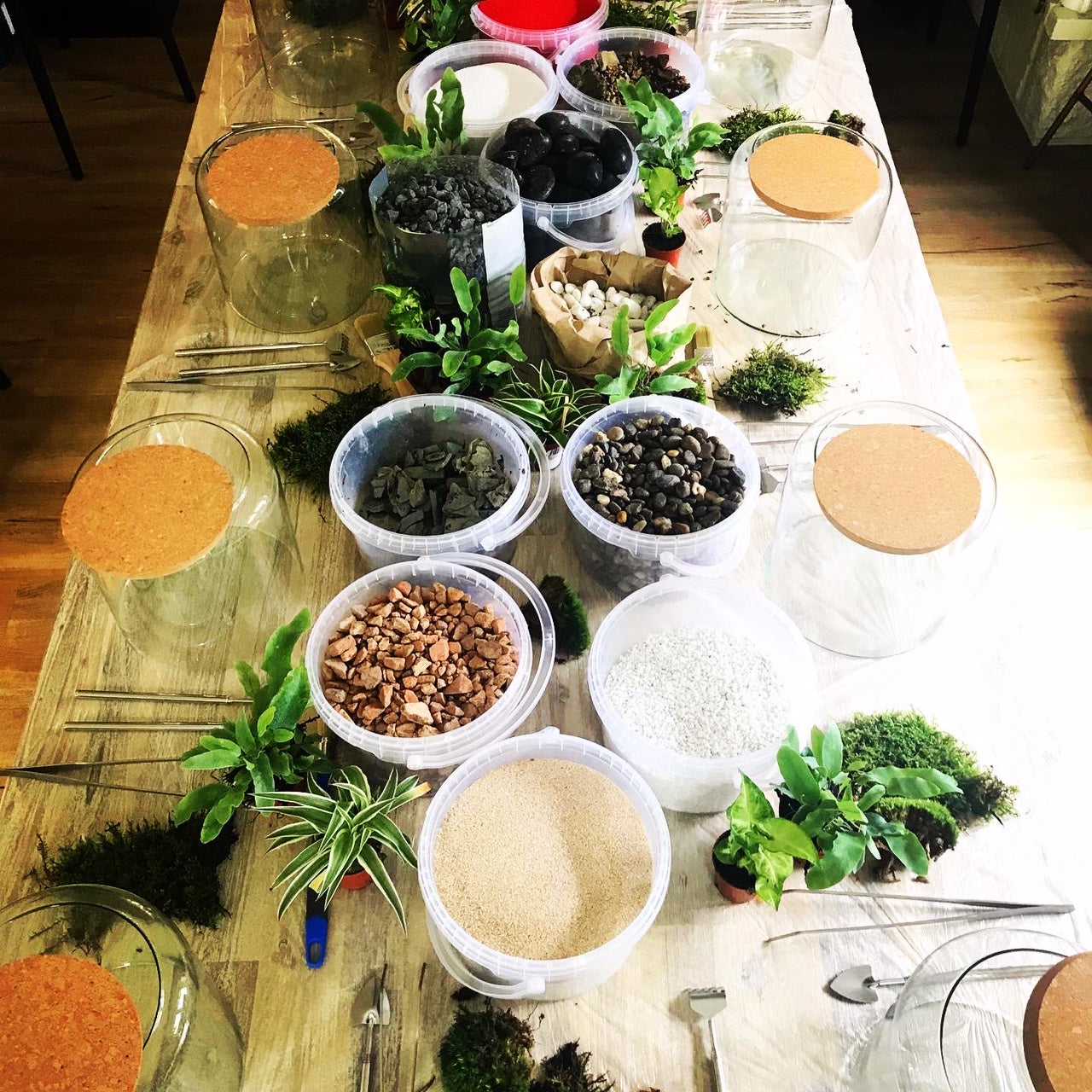 Bon pour un atelier terrarium