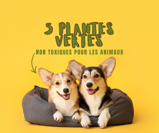 Plantes non toxiques pour les animaux