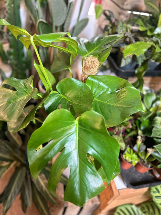 Bien entretenir sa Monstera: conseils essentiels