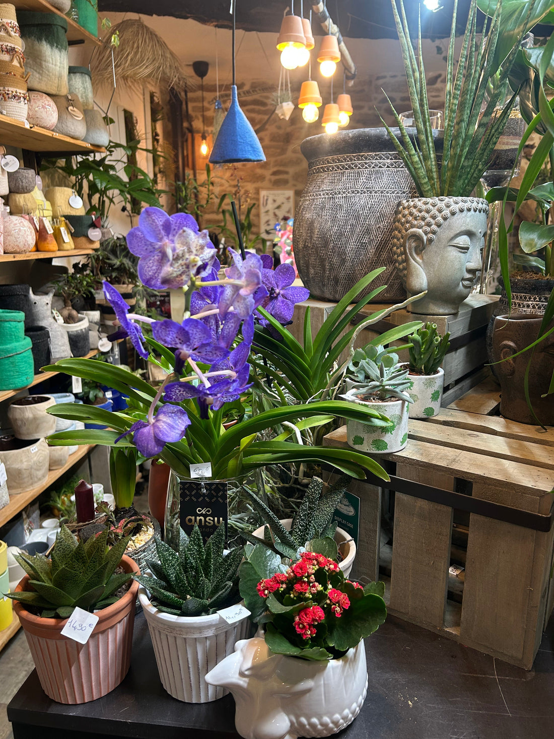 Pendre soins de ses plantes l'hiver