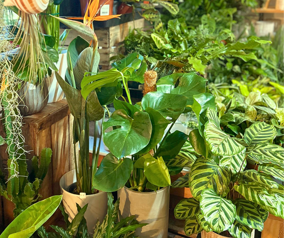 Mini guide du débutant