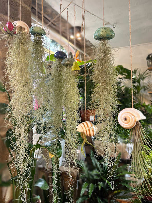 Conseils pour vos Tillandsias