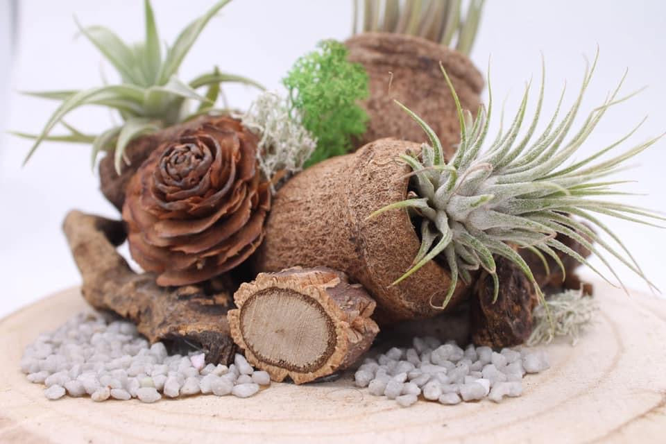 Tillandsias ou Filles de l’air