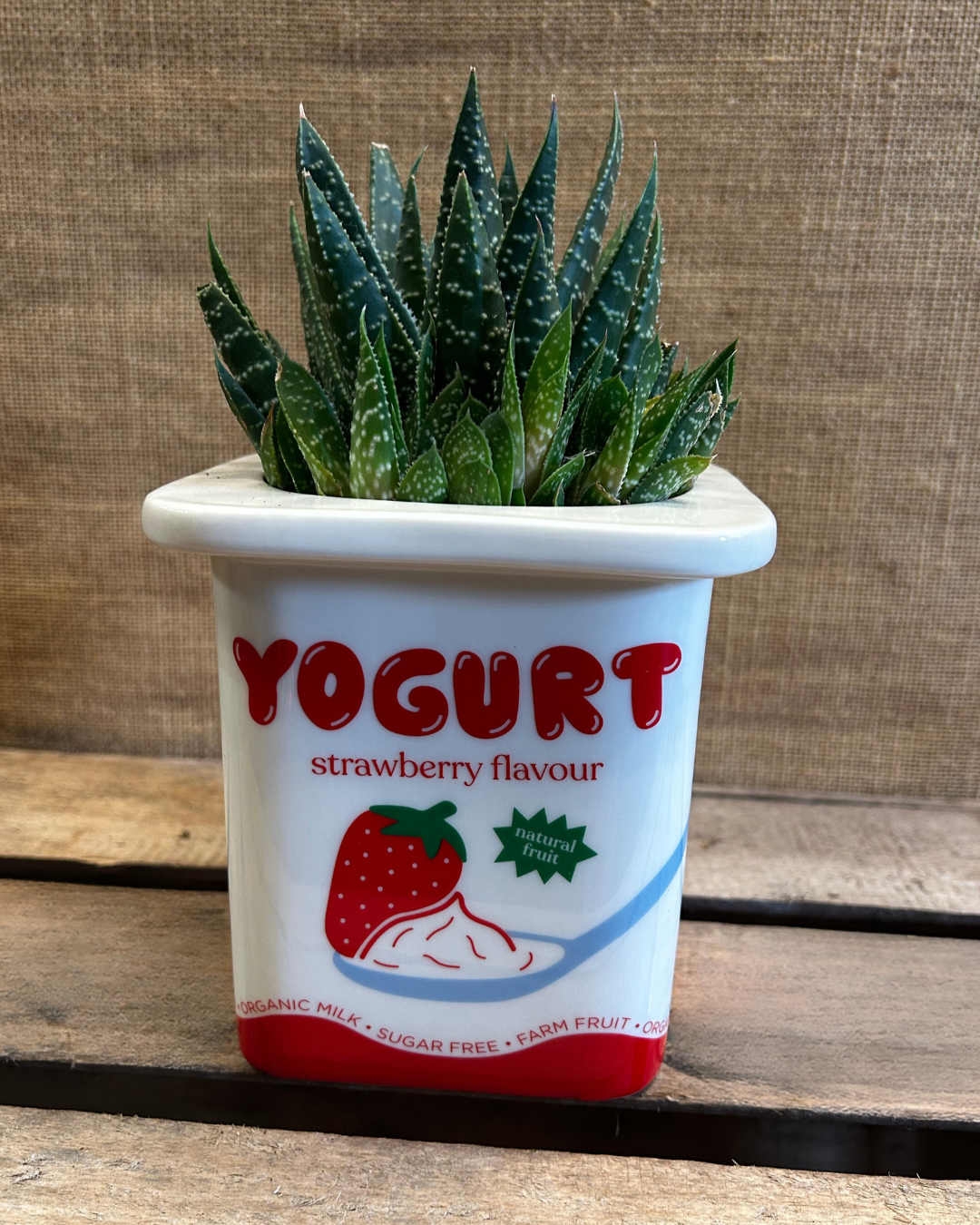 Pot Yogurt