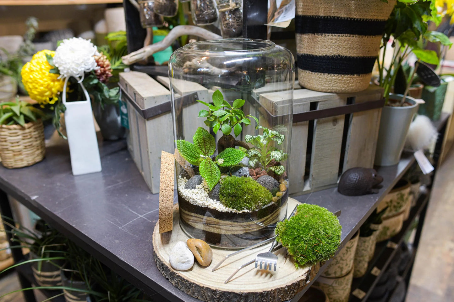 Atelier pour créer votre terrarium: La canopée