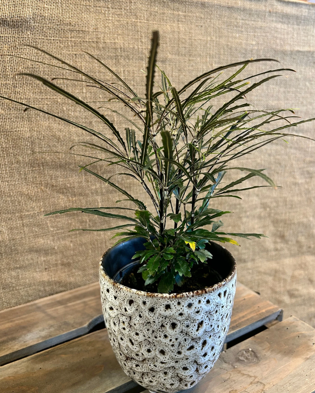 Cache-Pot Léopard M avec plante