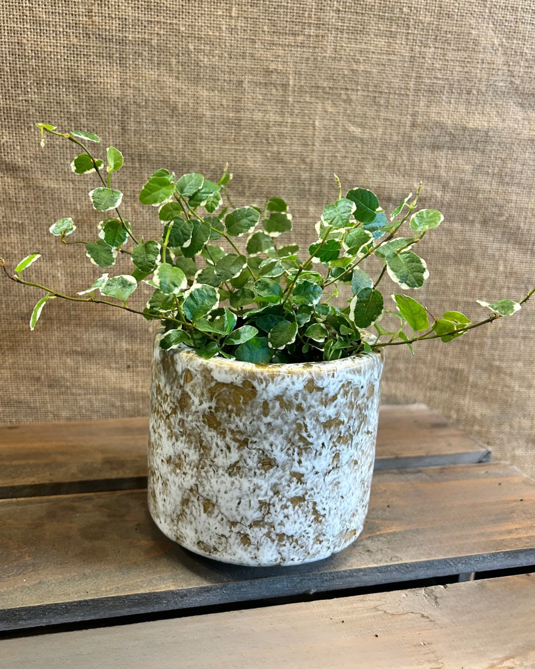 Cache Pot Stone S avec plante