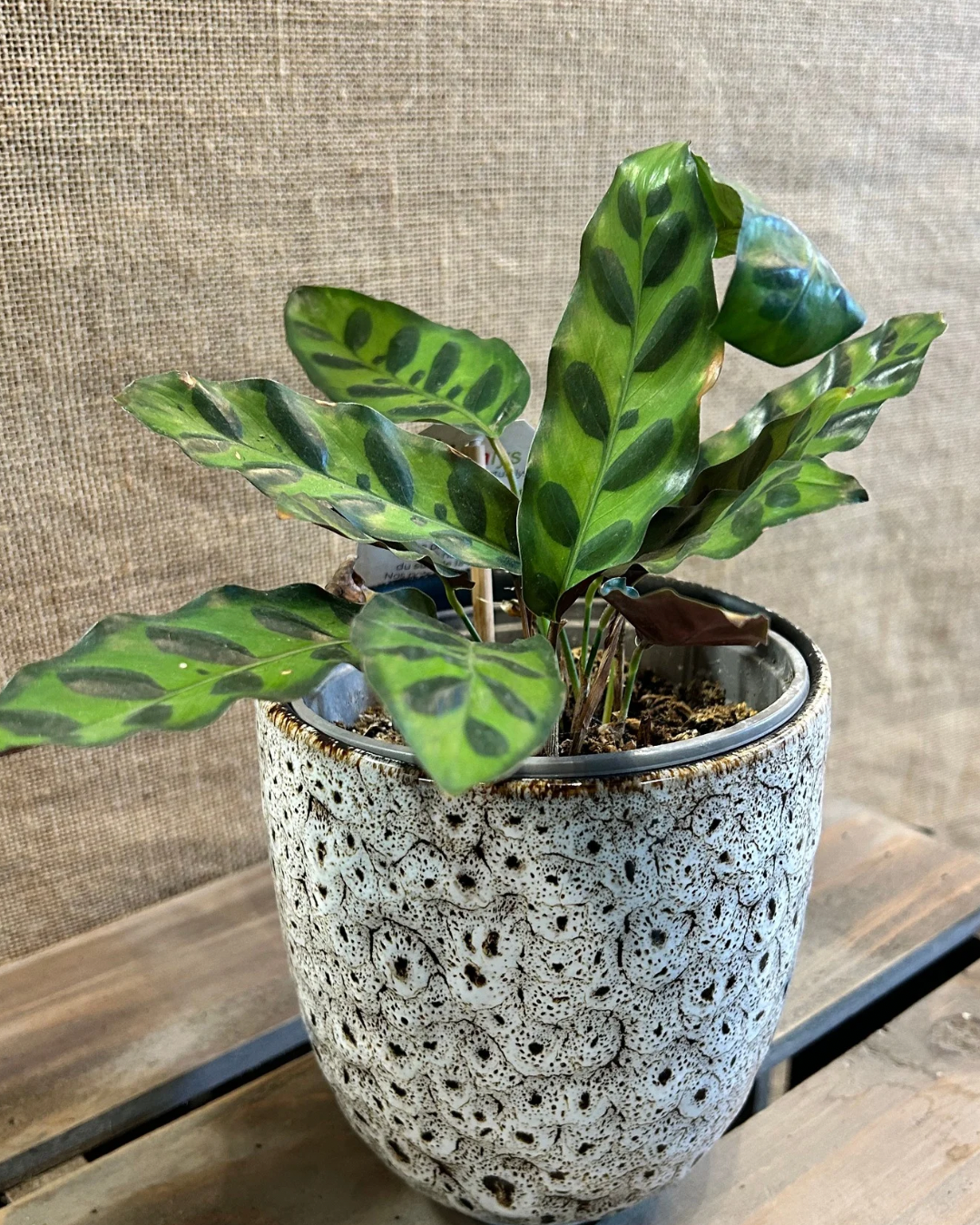 Cache-Pot Léopard L avec plante