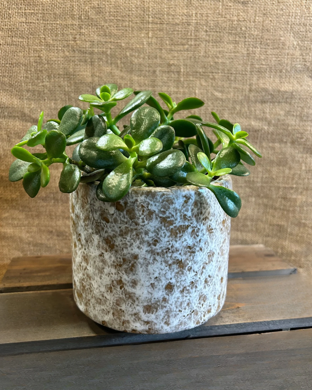 Cache-Pot Stone M avec plante