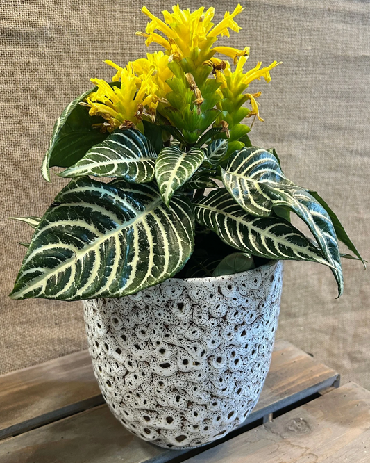 Cache-Pot Leopard XL