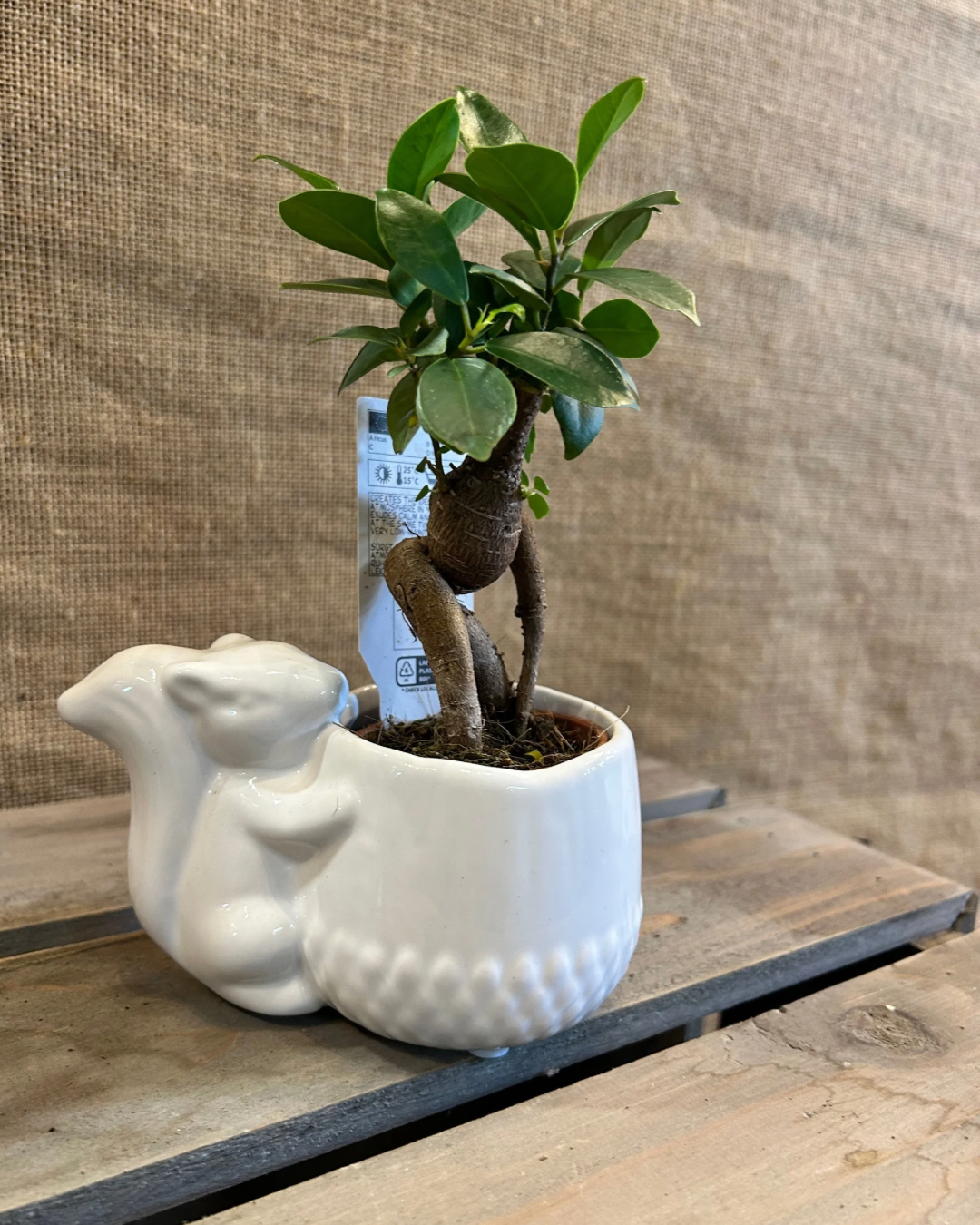 Cache-Pot écureuil blanc XS