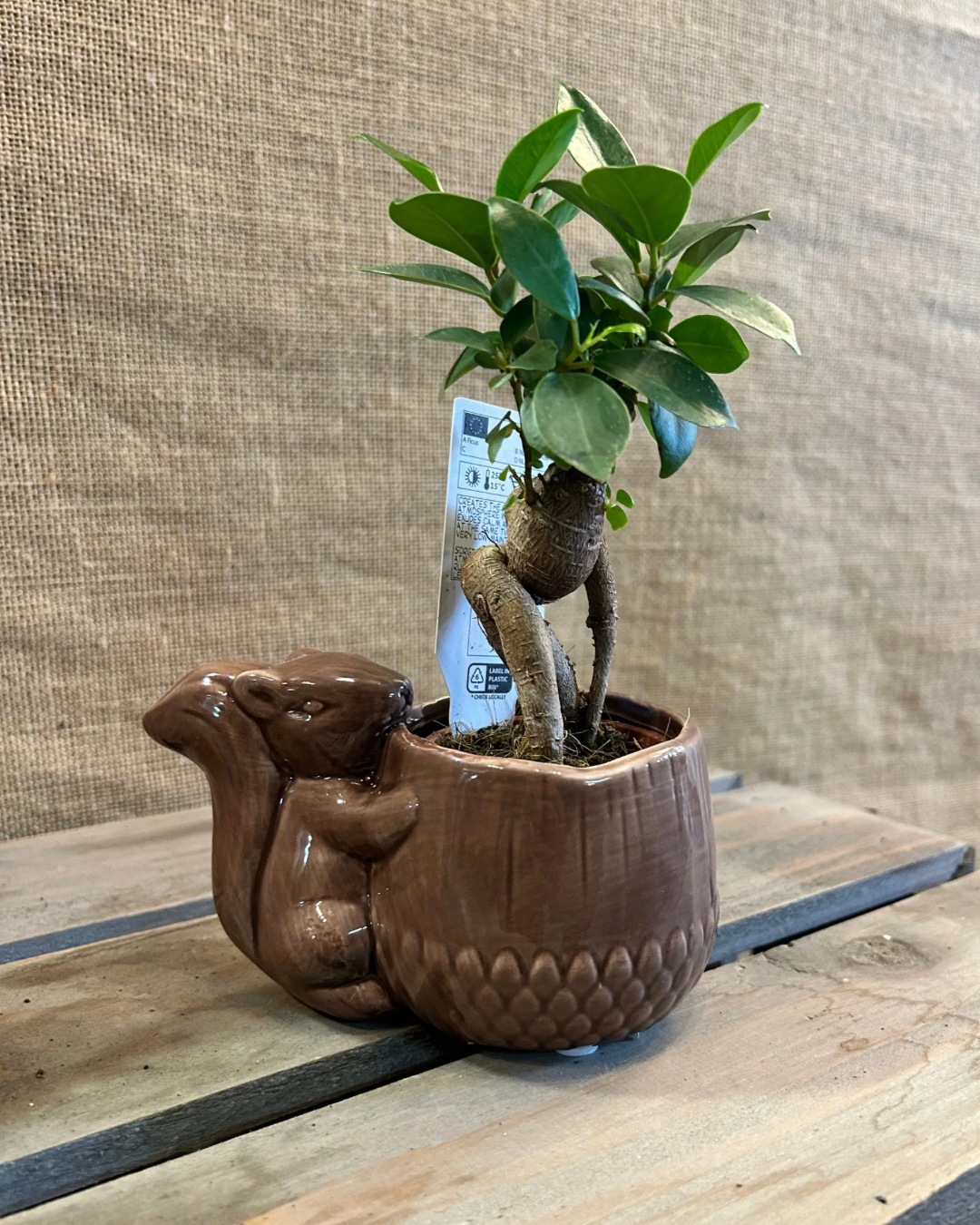 Cache-Pot écureuil marron XS avec plante