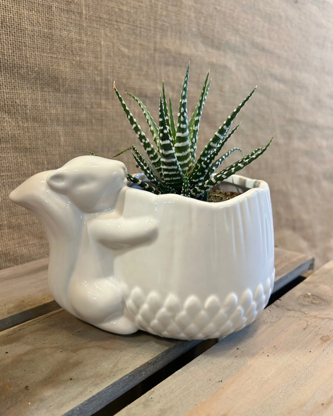 Cache-Pot écureuil blanc S avec plante