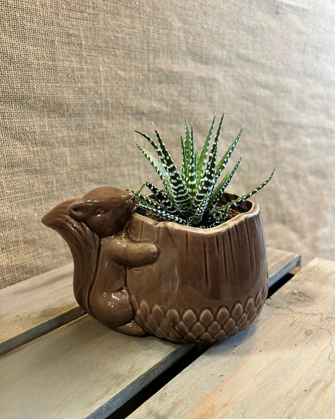 Cache-Pot écureuil marron S avec plante