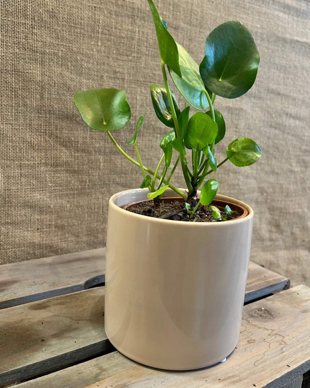 Cache-Pot Beige avec plante