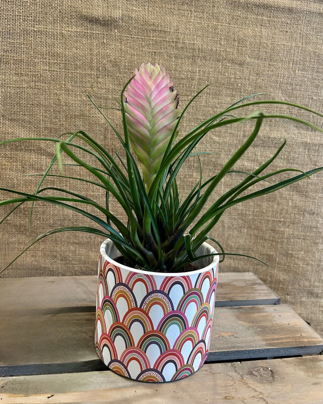 Cache-Pot Architecte M