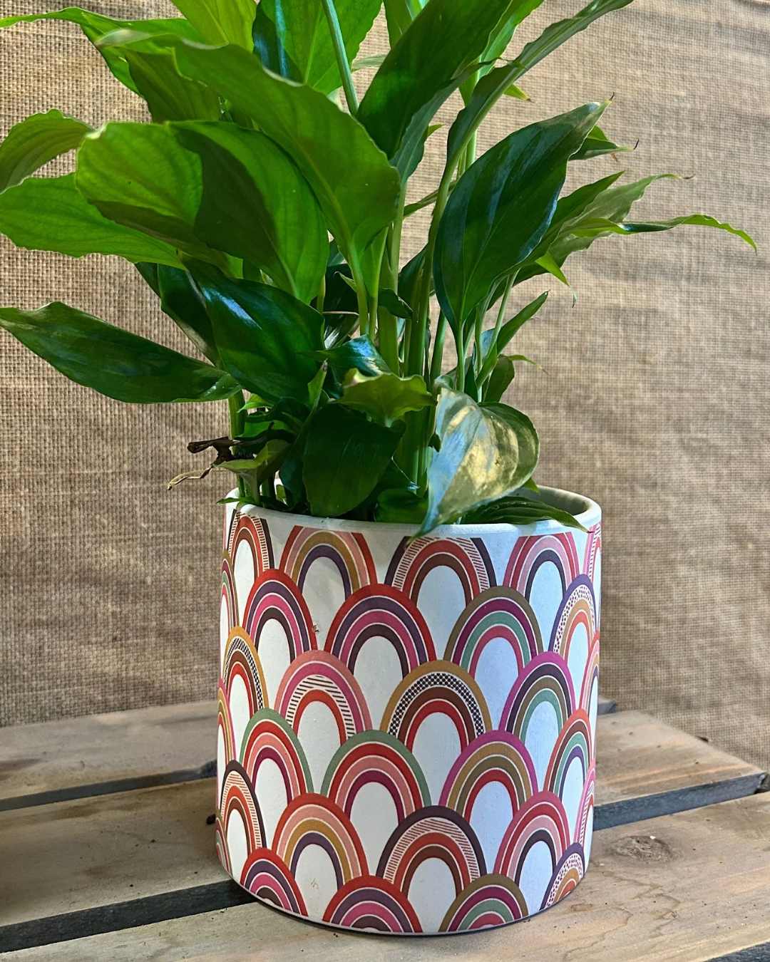 Cache-Pot Architecte L avec plante