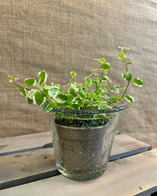 Cache-Pot Transparent avec plante