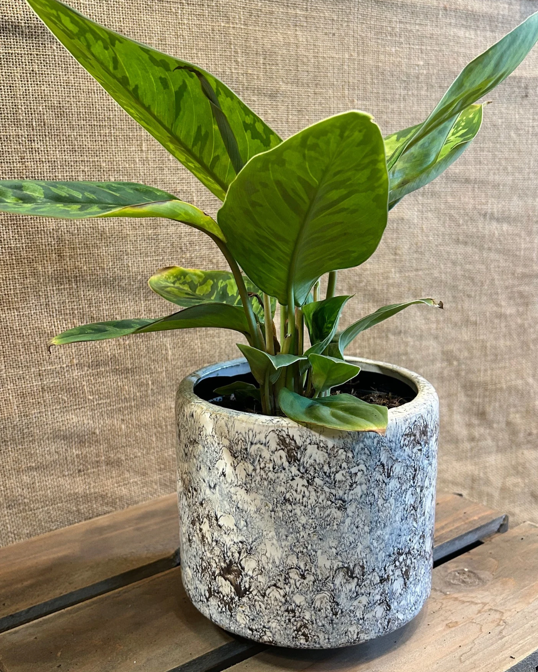 Cache-Pot Moutain M avec plante