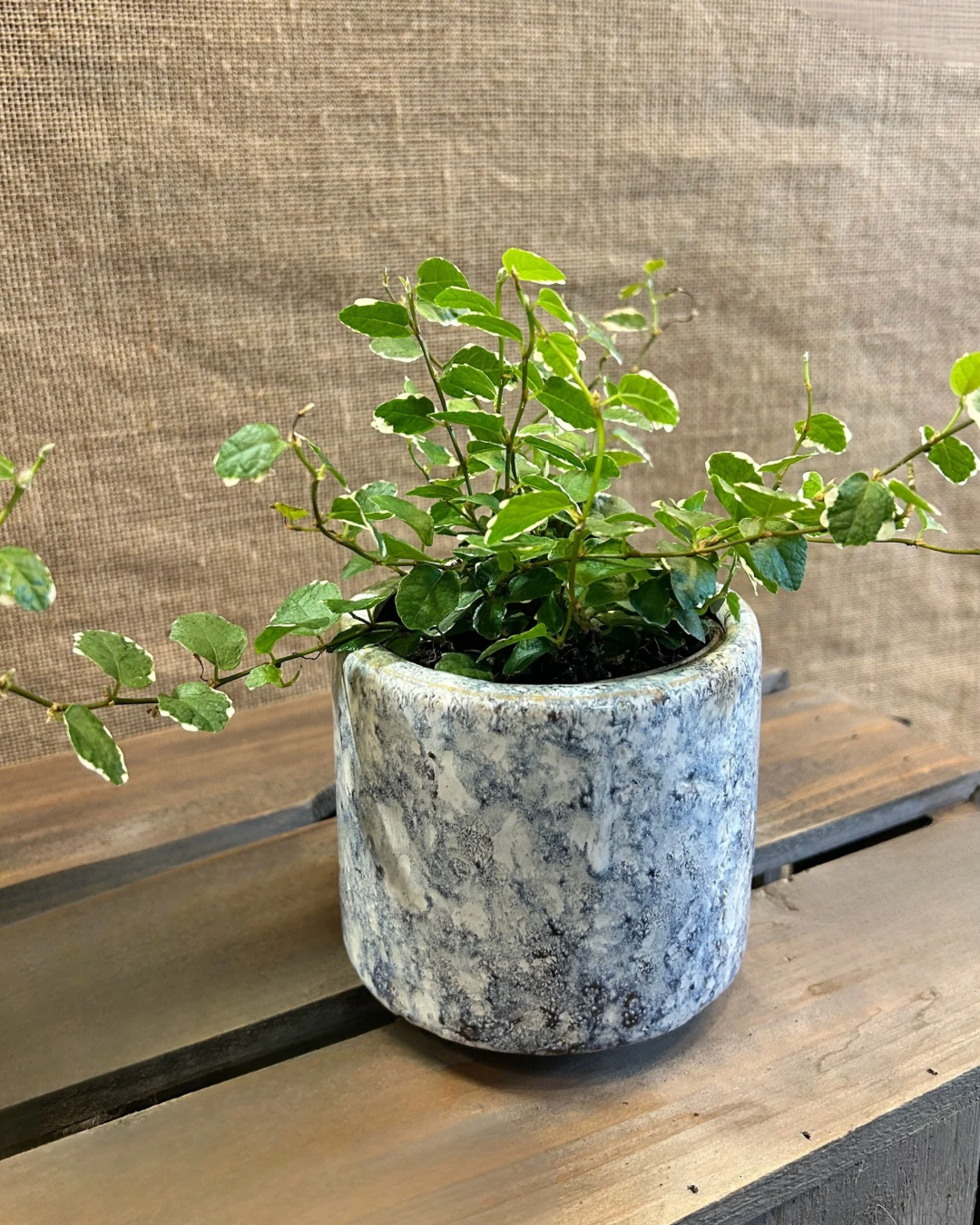 Cache-Pot Moutain S avec plante