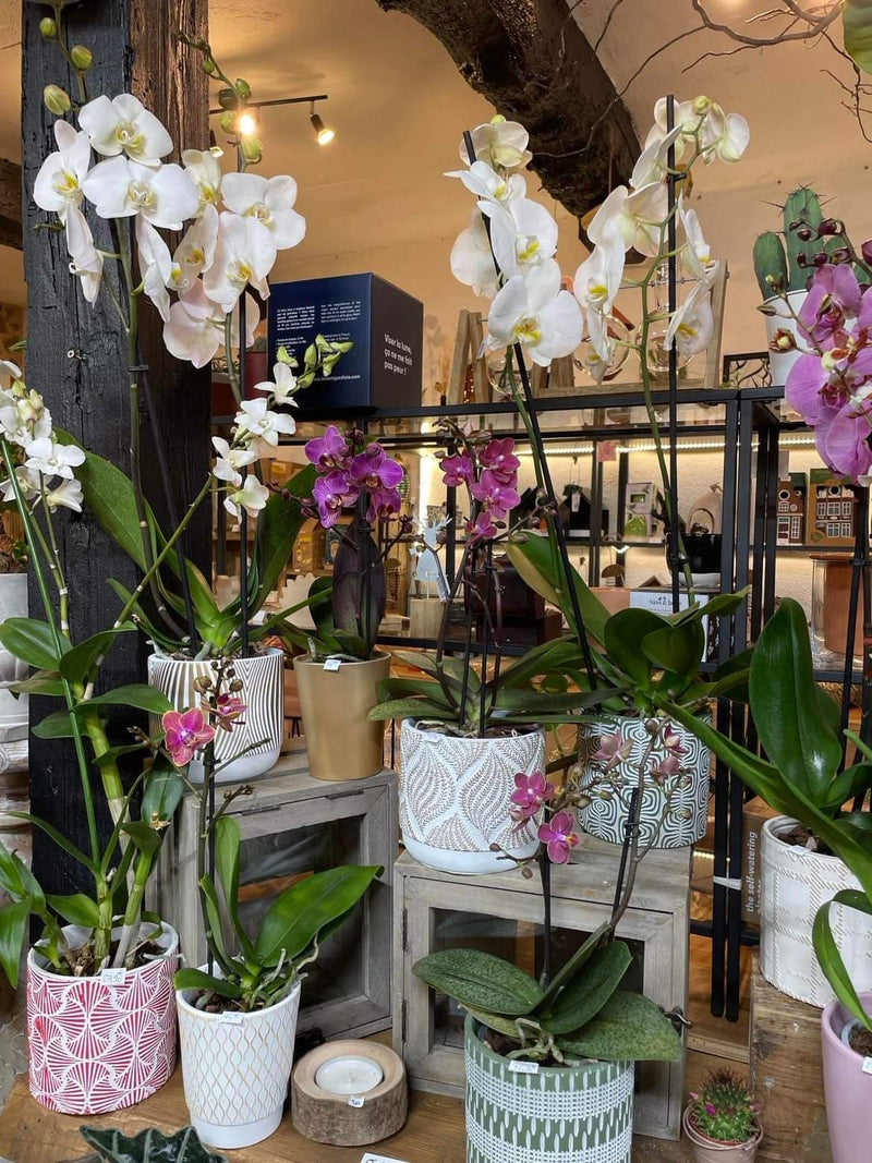 Image galerie Atelier Nature