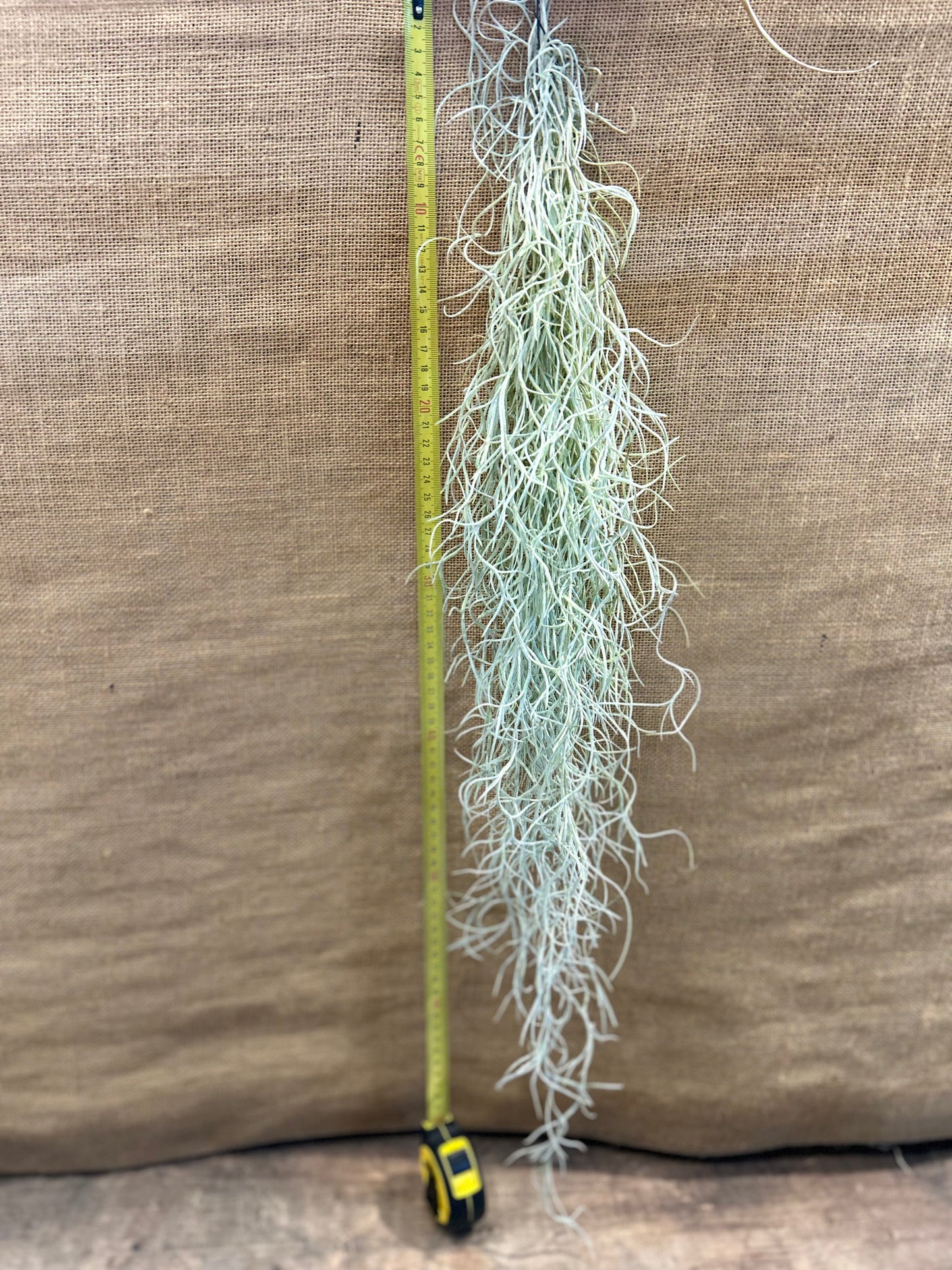 Tillandsia Usneoides