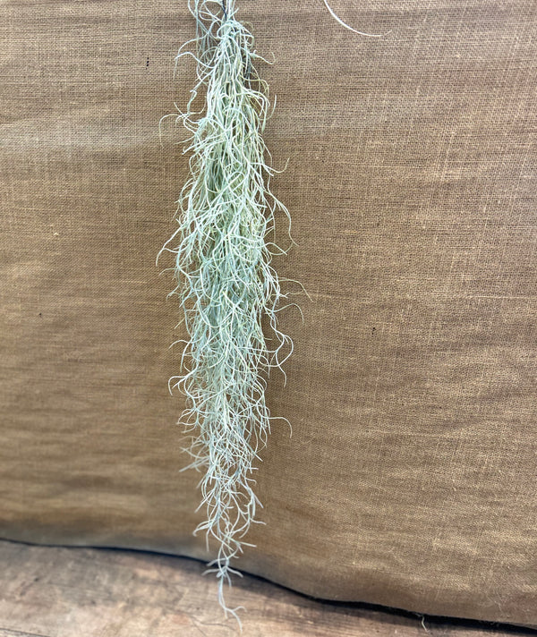 Tillandsia Usneoides