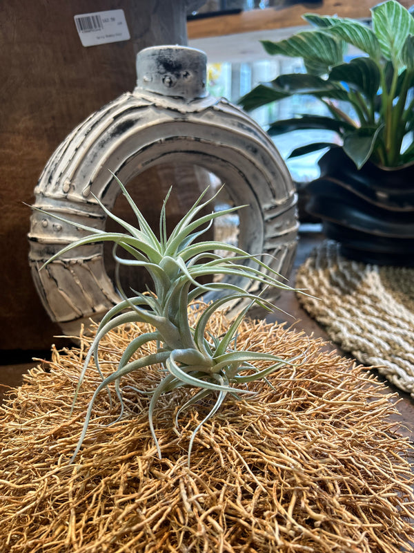 Tillandsia Albida