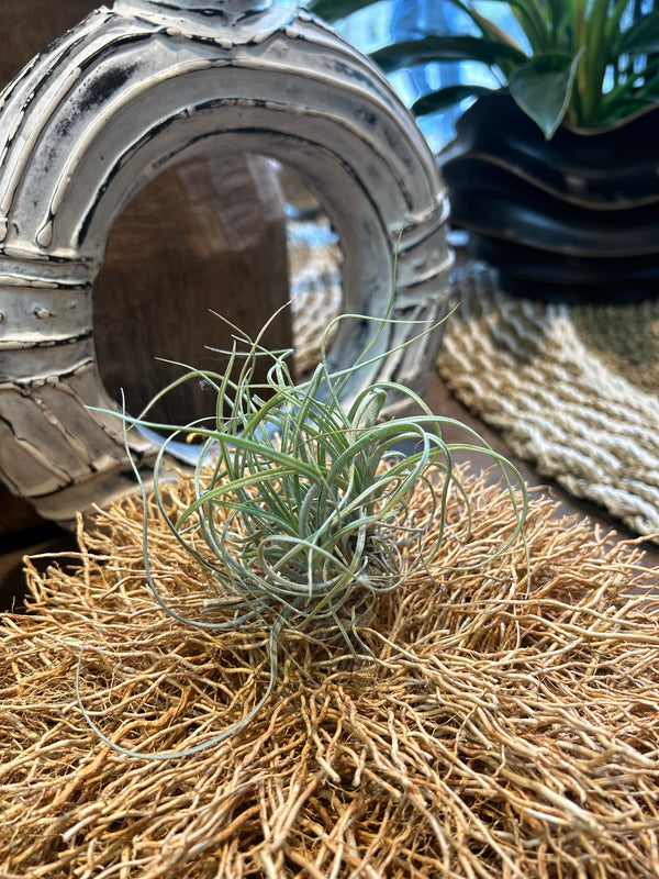 Tillandsia Sesca