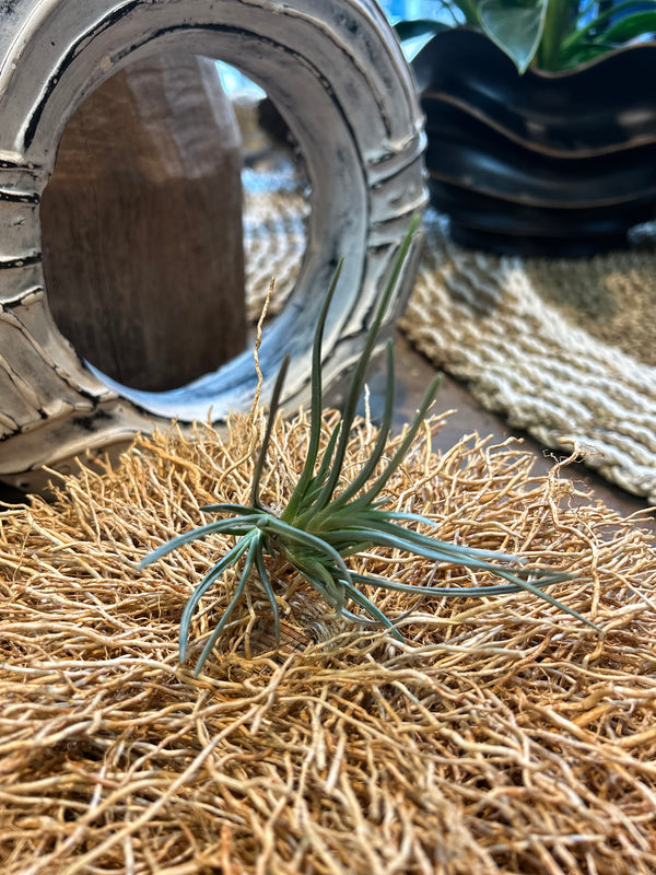 Tillandsia Albertiana