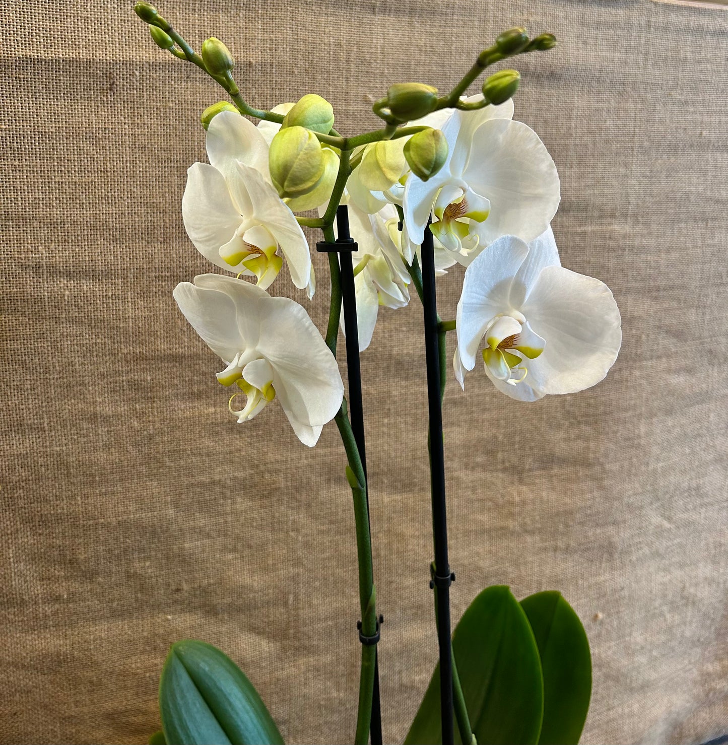 Grande Orchidée