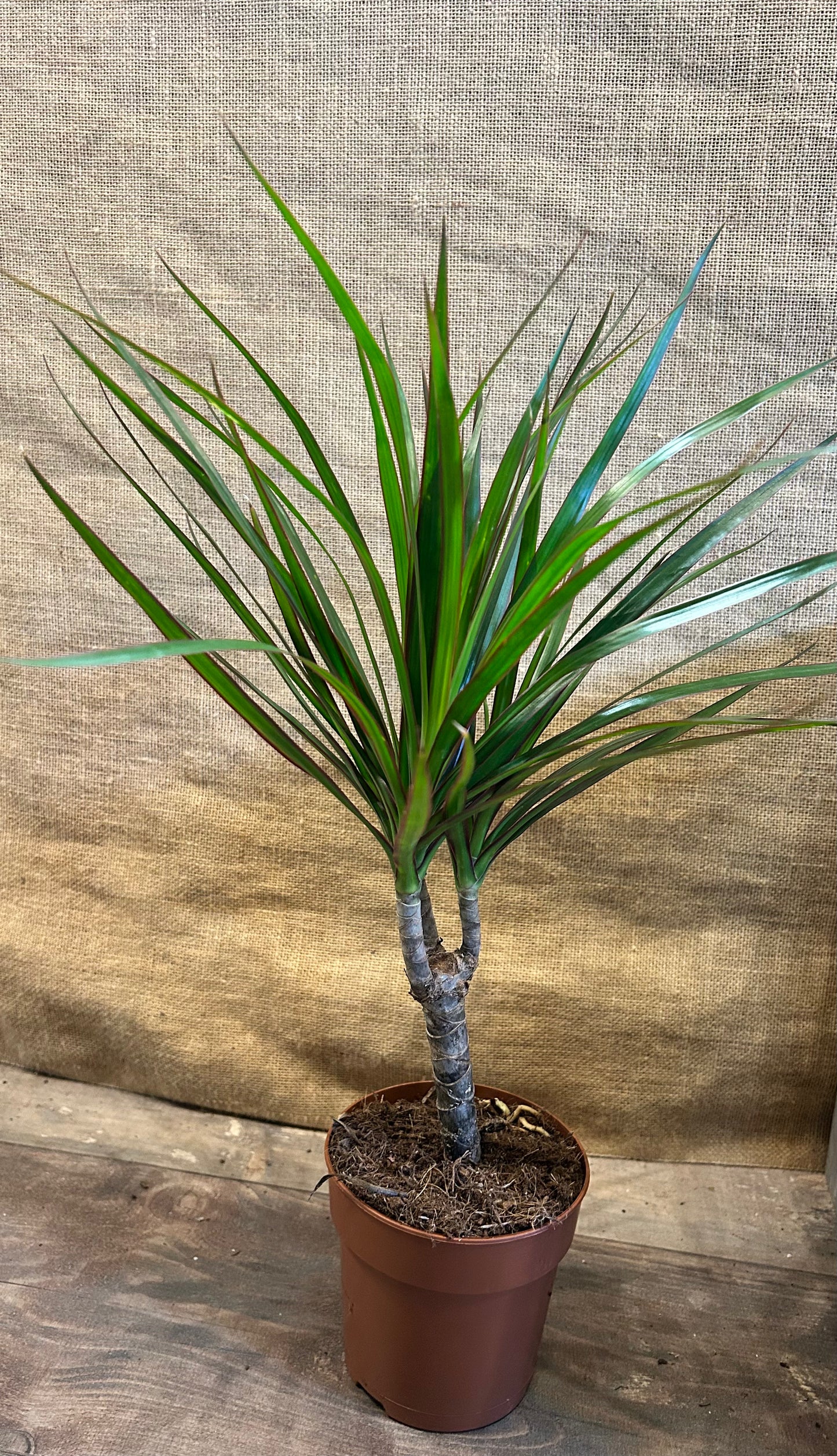 Dracena marginata