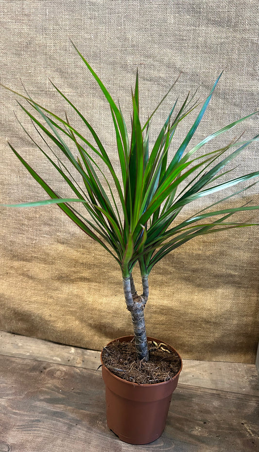 Dracena marginata